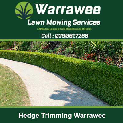 A neatly trimmed hedge border along a pathway in Warrawee