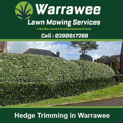 Neatly trimmed hedge running along in Warrawee